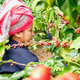 Finland and Germany support UNODC programme that helps Myanmar farmers shift from opium production to coffee cultivation. Photo: UNODC Myanmar/Jaime Perez. Finland and Germany support UNODC programme that helps Myanmar farmers shift from opium production to coffee cultivation. Photo: UNODC Myanmar/Jaime Perez.